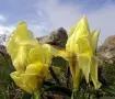 Грудки от жълта перуника, 5 евро общо всички от снимката, снимка 2