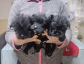 Мини Цверк шнауцер , снимка 5