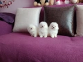 Миниатюрни бели мини Померани. Реални снимки !!! Доставка !!!, снимка 4