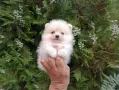Померани. Мъжки и женски., снимка 8