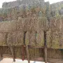 Сено на Бали Реколта 2026г., снимка 3