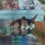 две сомчета Калихт и риба Боция клоун., снимка 2
