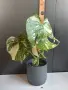 Monstera Thai Constellation /Монстера Тай Констеллейшъ, снимка 4