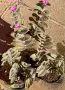 Сукулент Tradescantia sillamontana растение , снимка 3