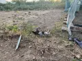 Декоративни петли пет броя млади., снимка 3