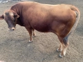 продавам мъжко угоено месодайно теле,пасищно отглеждано, снимка 3
