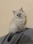 Невска маскарадна котка , снимка 1
