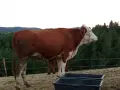 3 женски за клане , снимка 1