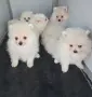 Померани    бели, снимка 2