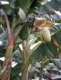 Банан . Бананова палма , снимка 1 - Градински цветя и растения - 33713944