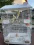 Папагали корели , снимка 1