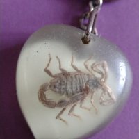 Интересен колекционерски ключодържател АВГАНИСТАН хербарий скорпион уникат за колекция  - 2976, снимка 6 - Други - 30997270