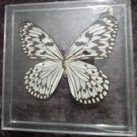 Пеперуда 4, снимка 1 - Картини - 42876928