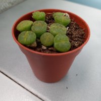 Живи камъчета - Lithops, снимка 3 - Градински цветя и растения - 33193359