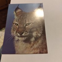 Пощенски картички котки чисти, снимка 1 - Филателия - 40420766