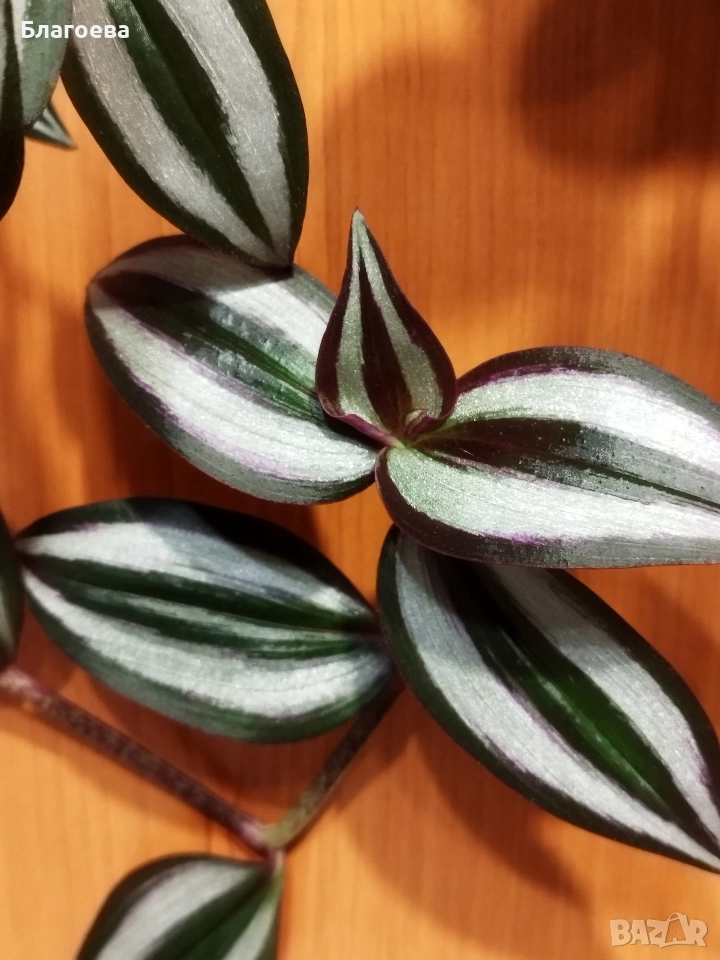 Традесканция Зебрина, снимка 1