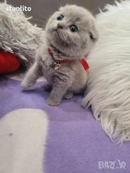 Шотландски клепоухи котета , снимка 1