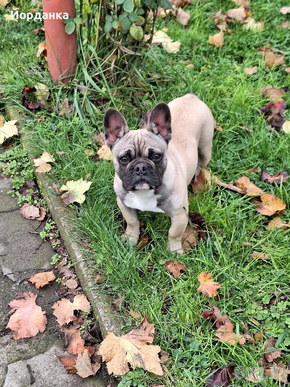 Френски булдог, снимка 1