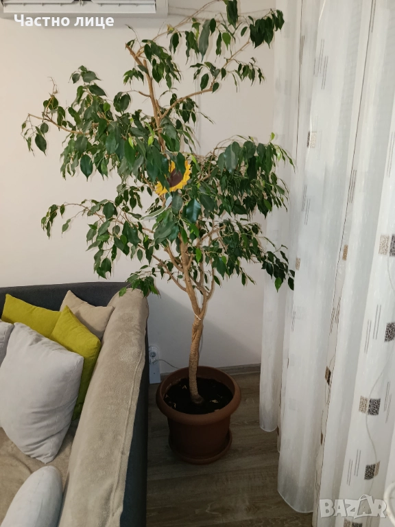 Голям отгледан Бенджамин , снимка 1