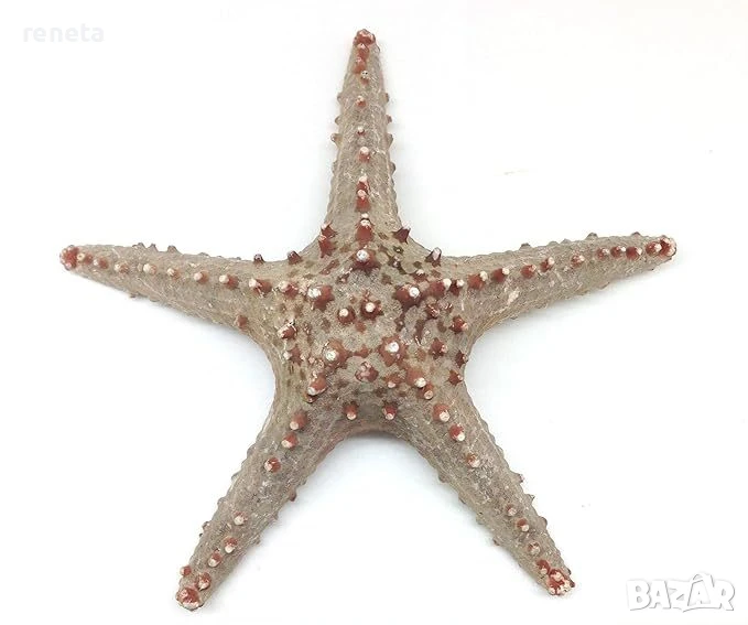Морска звезда, Естествена, Натурален цвят, 24 см, снимка 1