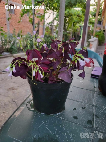 Лилава кралска детелина - 7,99лв., снимка 1