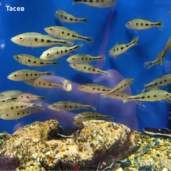 Цихла моноколус 8см, снимка 1