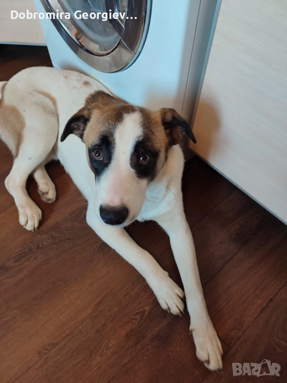 Рино си търси любящ дом, снимка 1