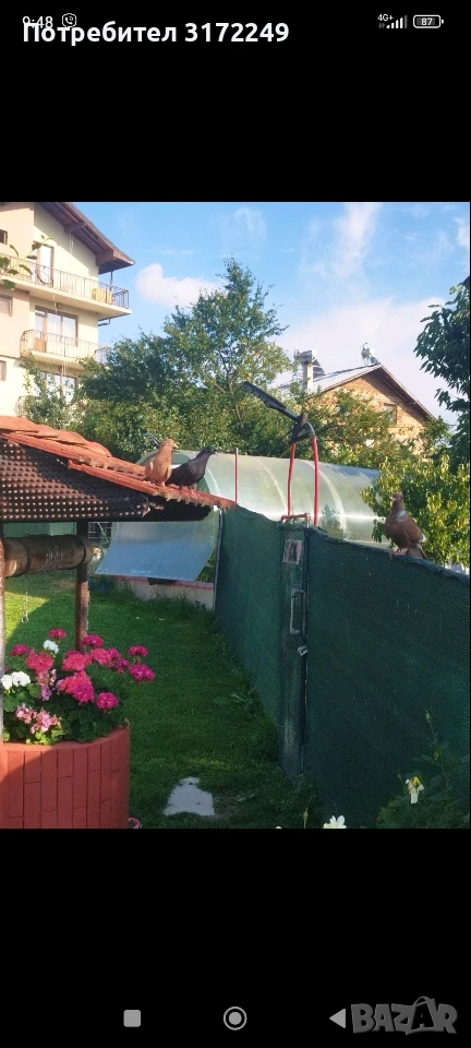 паламарски гълаби гълаби на глас, снимка 1