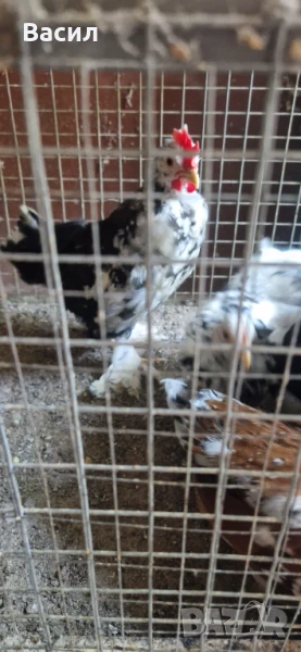 Млади петлета , снимка 1