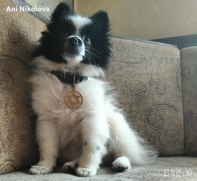 Мини шпиц , снимка 1