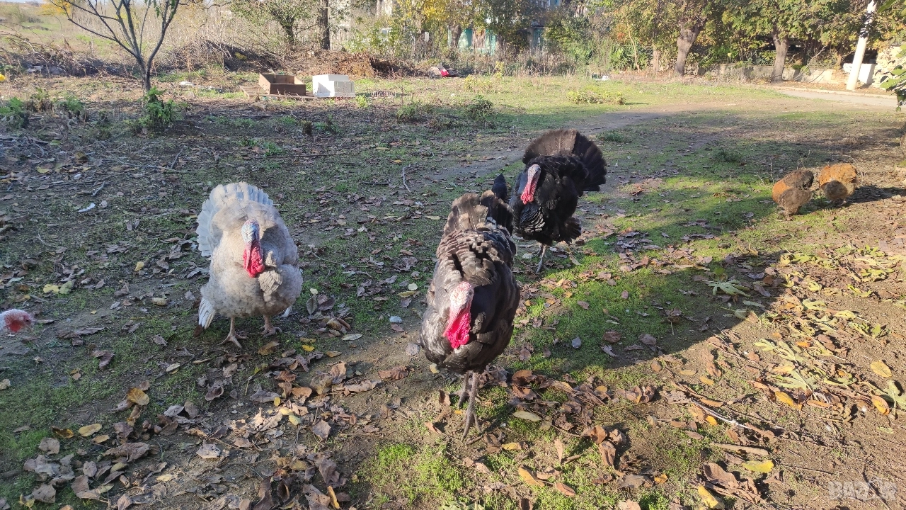 продавам пуйки 15лв килограма, снимка 1