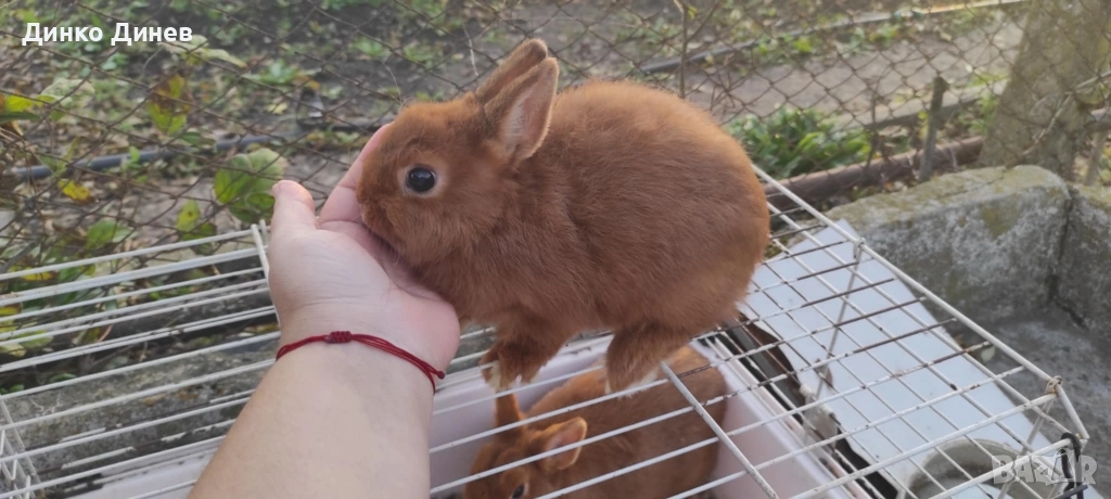 холандско джудже , снимка 1