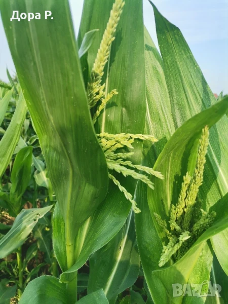 Сладка царевица на кочан, снимка 1