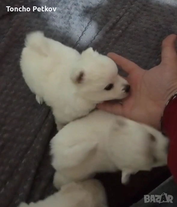 померани мини шпиц , снимка 1