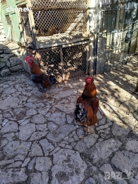 петли кръстоска нюхемпшир-катунска, снимка 1