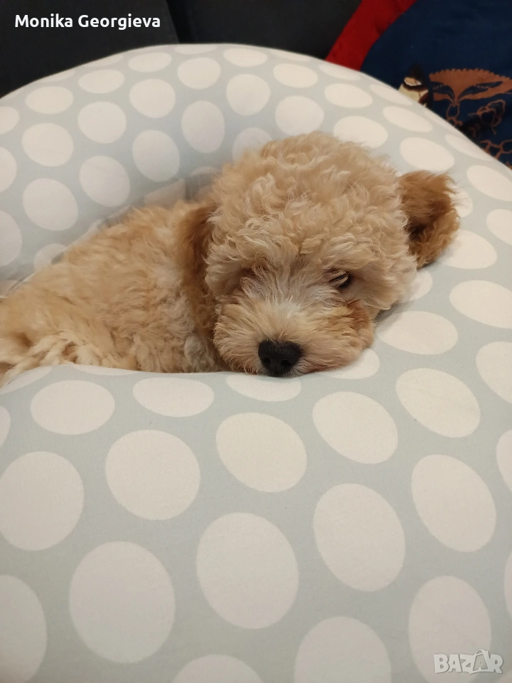 Чистокръвни Пудели , снимка 1