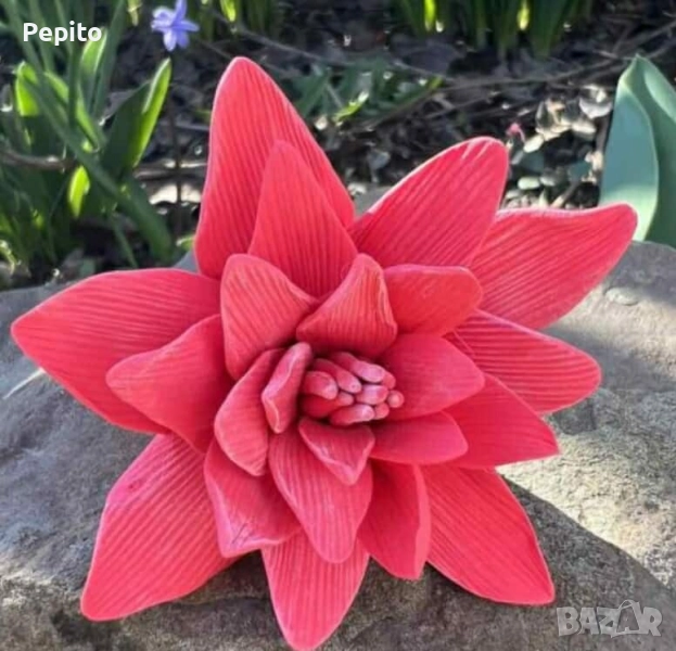 Нови молдове цветя, снимка 1