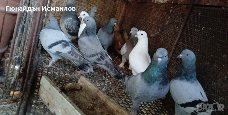 Гълъби мардини кабаци пощенски вартящи , снимка 1