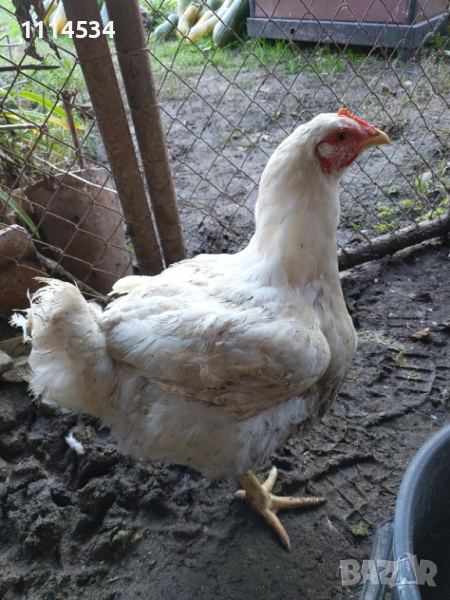 Домашни пилета бройлери, снимка 1