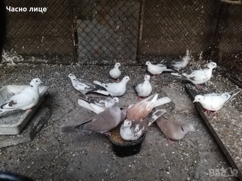 Смеещисе гугутки , снимка 1