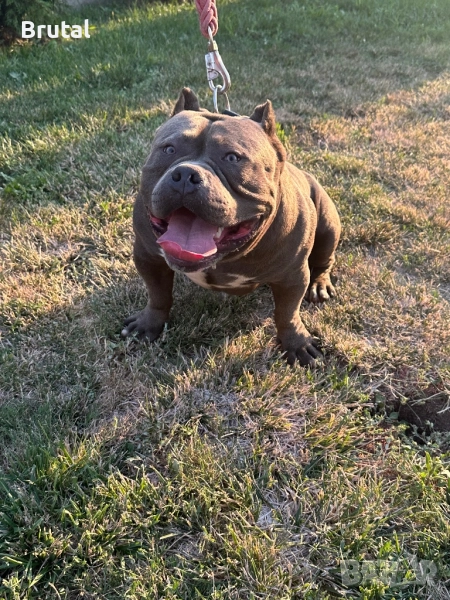 Американско були покет , снимка 1