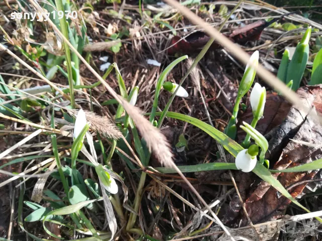 КОКИЧЕТА В САКСИЯ С ЛУКОВИЦИ И ПОЧВА 2025Г 2401251516, снимка 14 - Градински цветя и растения - 48812271