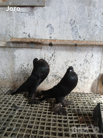 Гушести гълъби