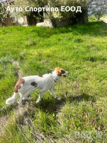 Търси дом, подарява се!, снимка 3 - Други - 54176849