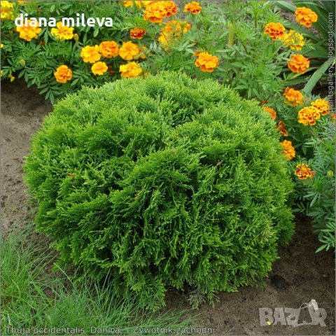 Туя Даника, Thuja 'Danica', снимка 1