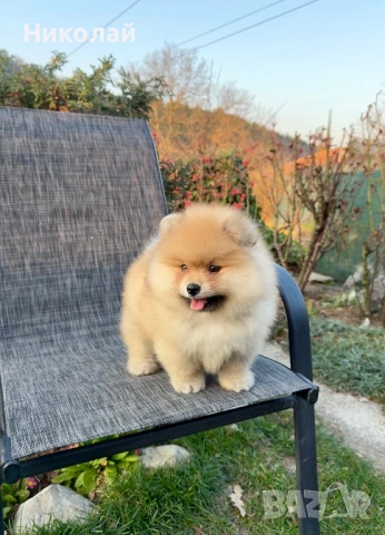 Померан момче със втора ваксина. Померанче, снимка 4 - Померан - 53875241