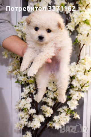 Померански шпиц, снимка 2 - Померан - 54068986