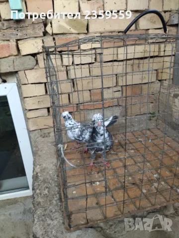 Американски високолетачи , снимка 8 - Гълъби - 48436973