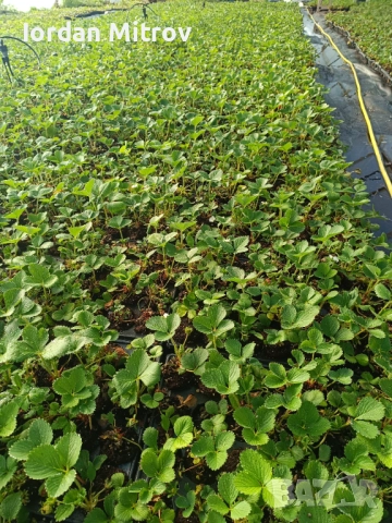 Ягоди и малини, снимка 7 - Разсади - 52070916