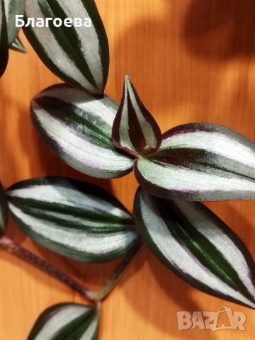 Традесканция Зебрина